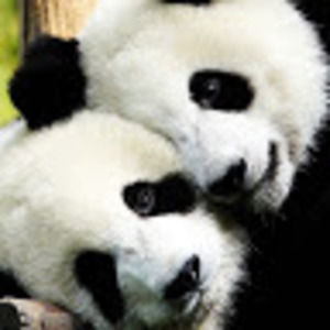 Meet your Posher, Chuck